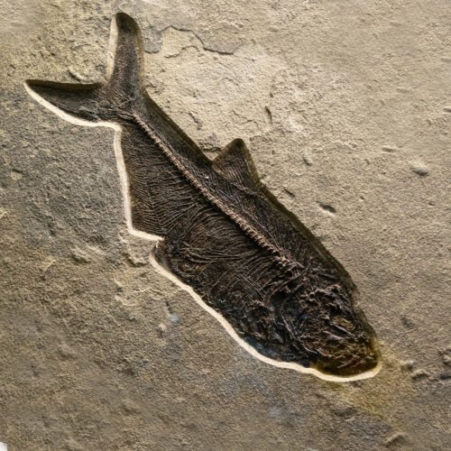 Fish fossil