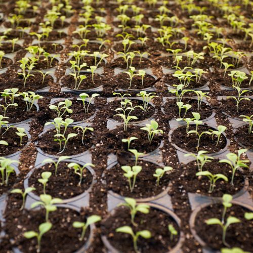 Trays of seedlings