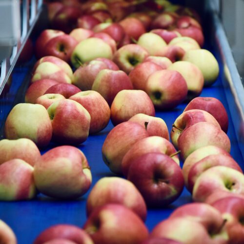 A conveyor belt of apples