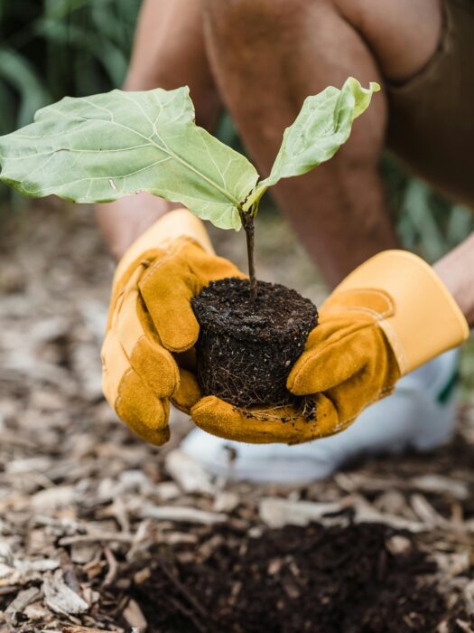A horticultural technician plants a seedling in the ground.